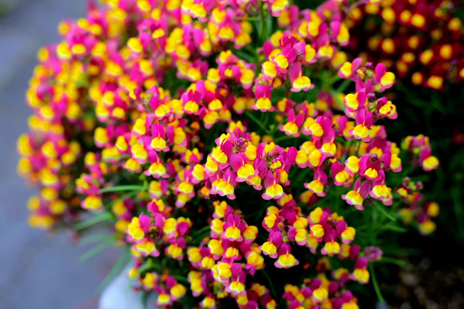 150 FLAMENCO LINARIA Reticulata Magenta Scarlet Red & Yellow Flower Seeds