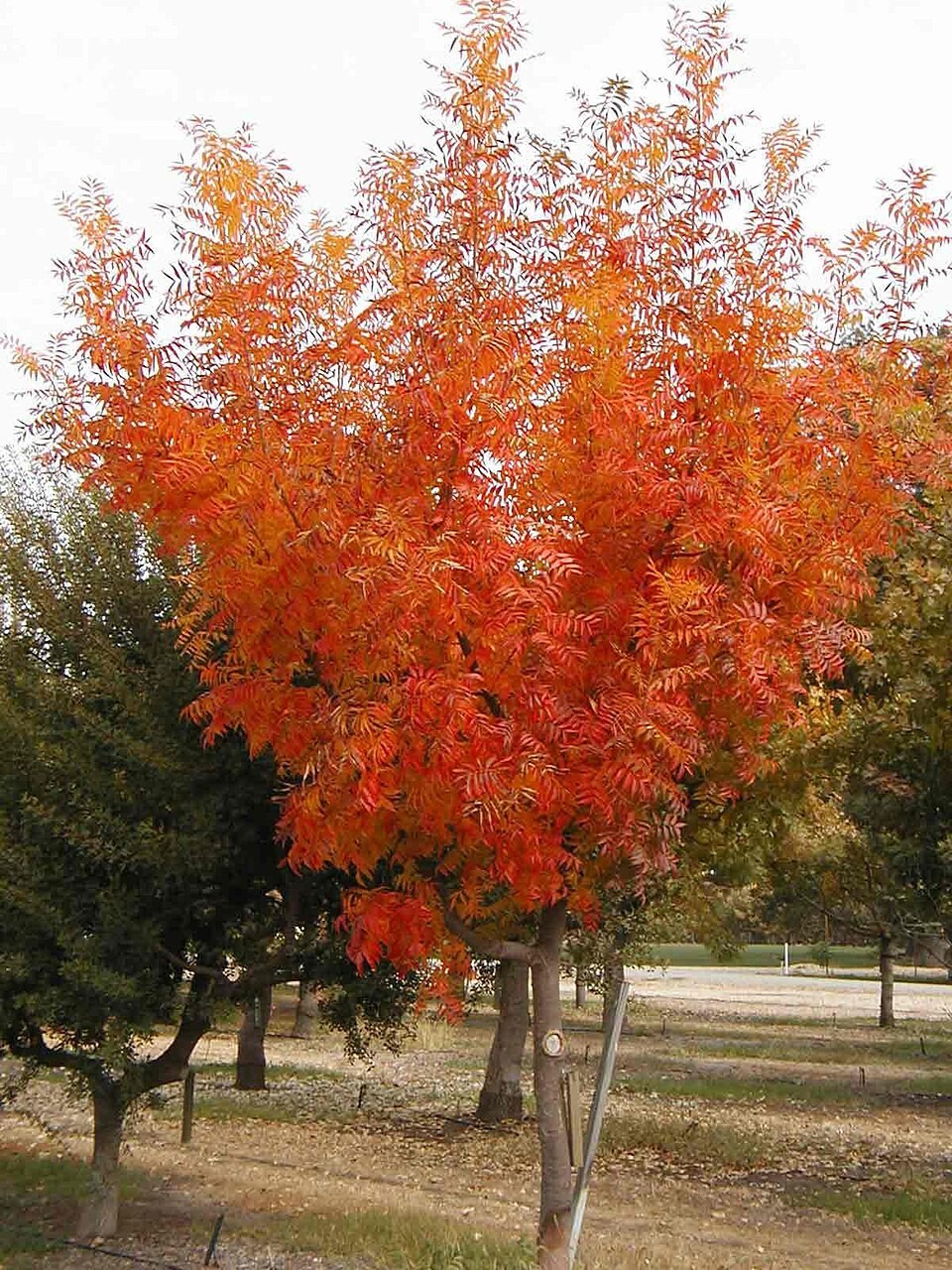 Pistacia chinensis CA | Chinese Pistache | 20 Seeds