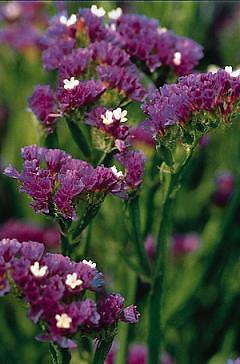 Statice QIS Dark Blue 500 seeds