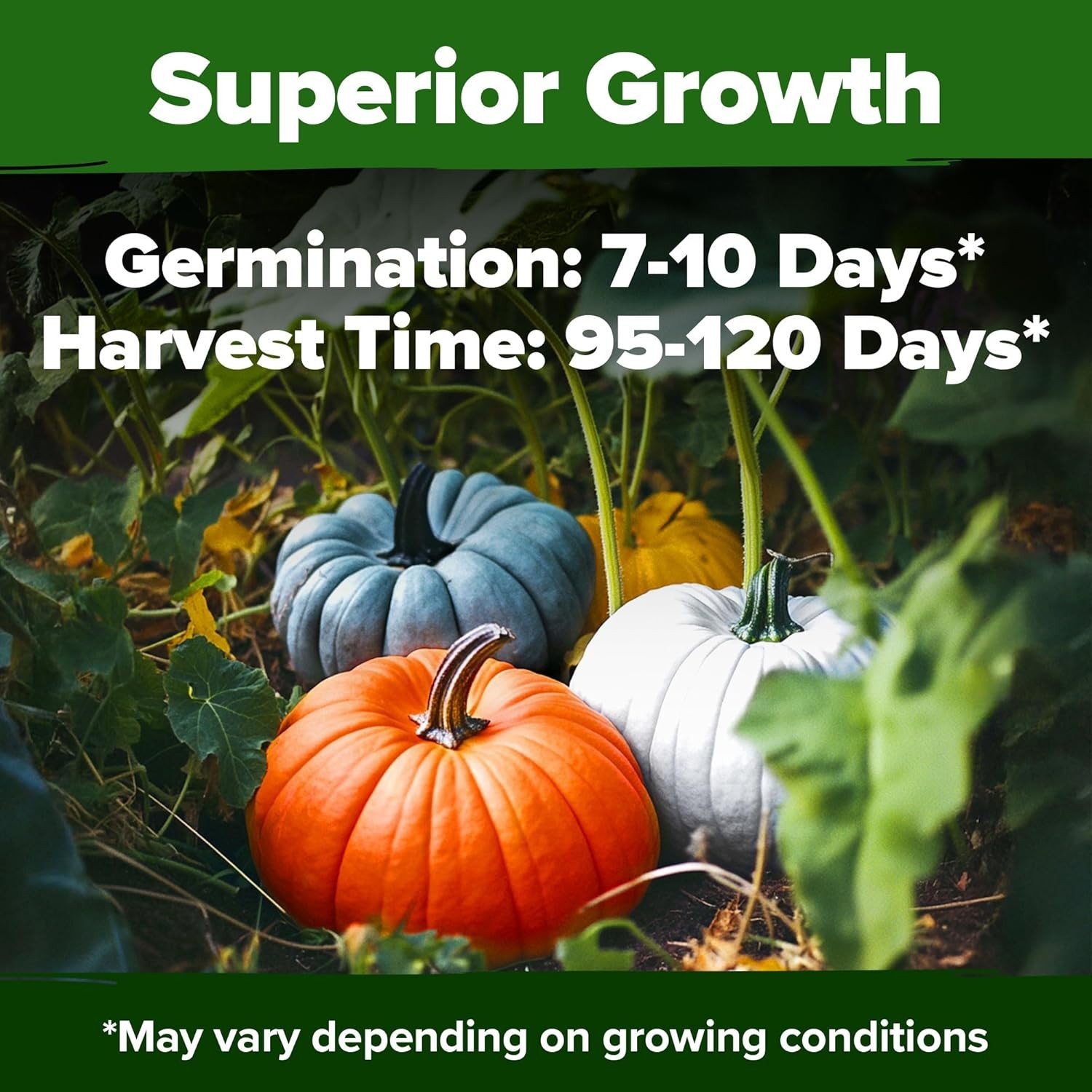 Pumpkin Seeds 5 Variety Mix 40+ Heirloom Non-GMO, High Germination, Connectic…