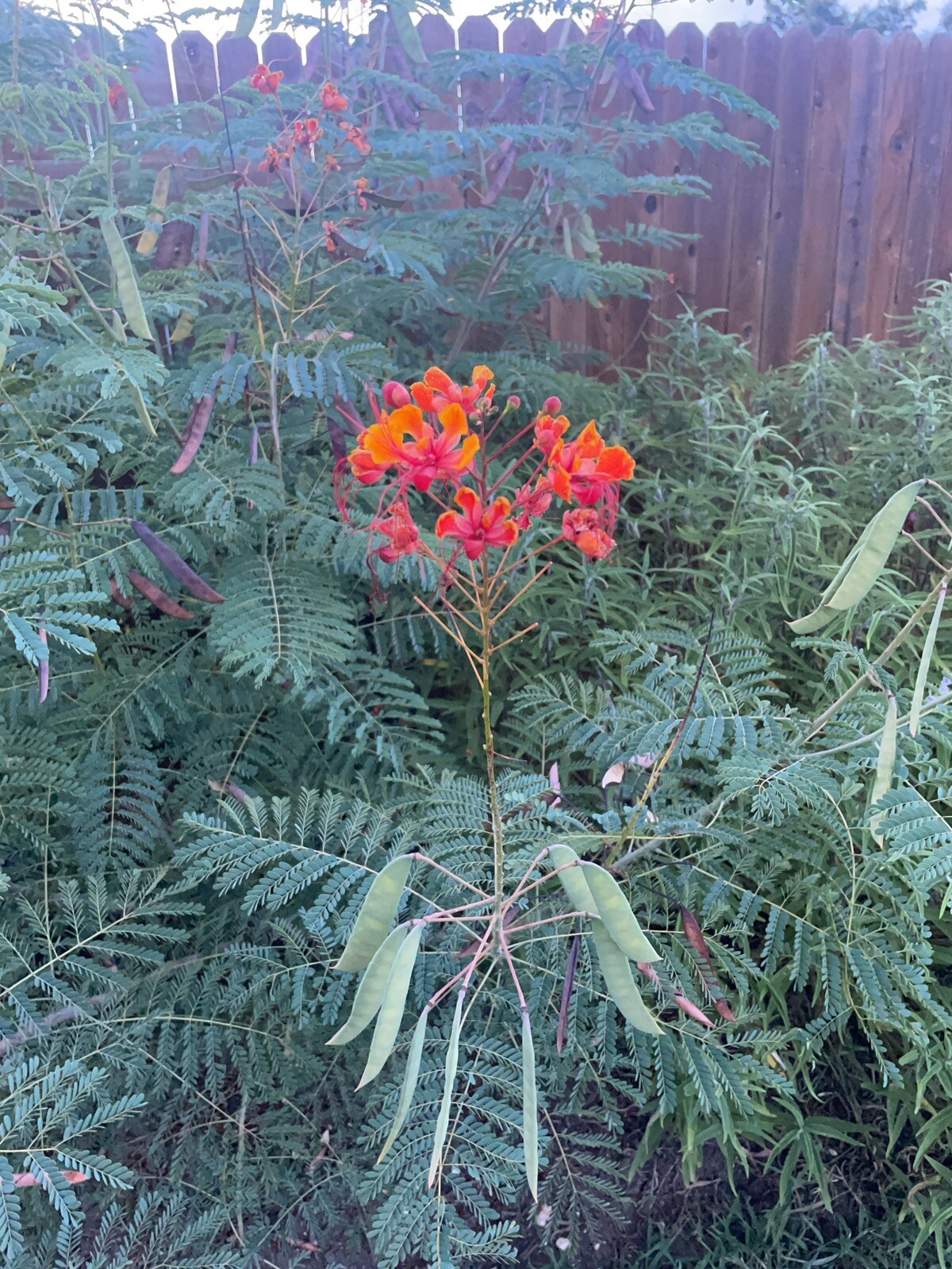 Mexican RED BIRD OF PARADISE, Red/ Orange Flower, Seeds 2025 Season, 10 Seeds
