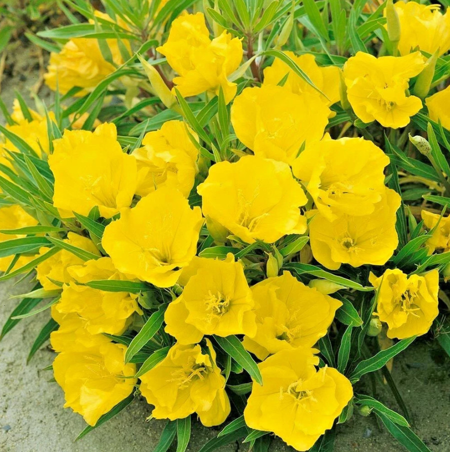 30 Missouri Primrose Seeds – Dwarf Yellow Perennial Wildflower for Rock Garden