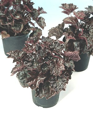Heuchera macrantha Palace Purple 2,500 seeds