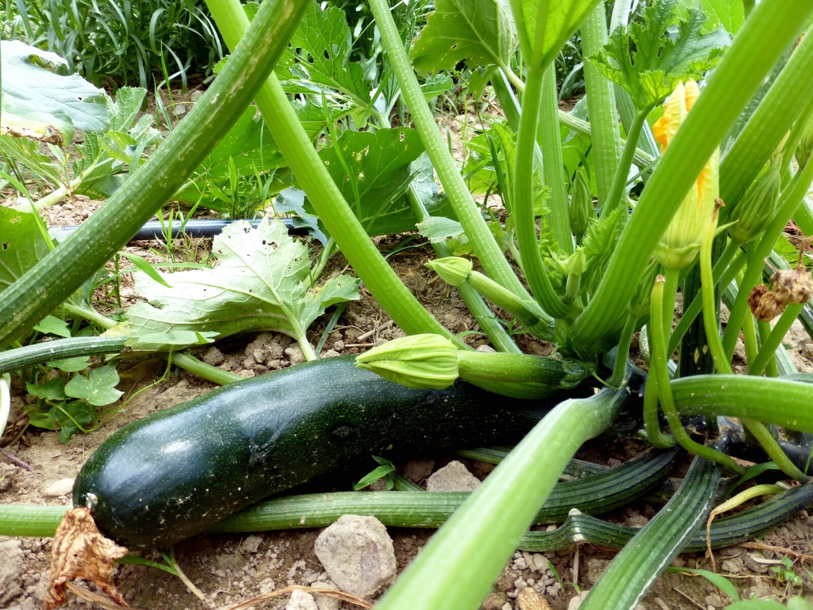 Black Beauty Zucchini Seeds, 1 Ounce, Summer Squash, NON-GMO, FREE SHIPPING