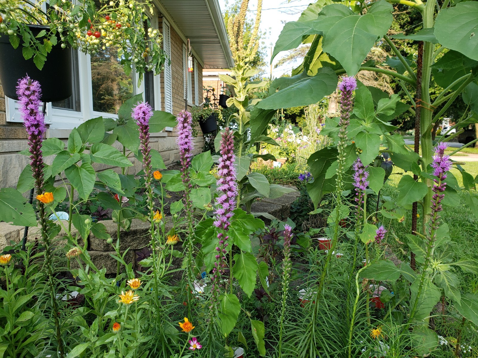Blazing Star Seeds 50 Organic Seeds *Free Shipping*