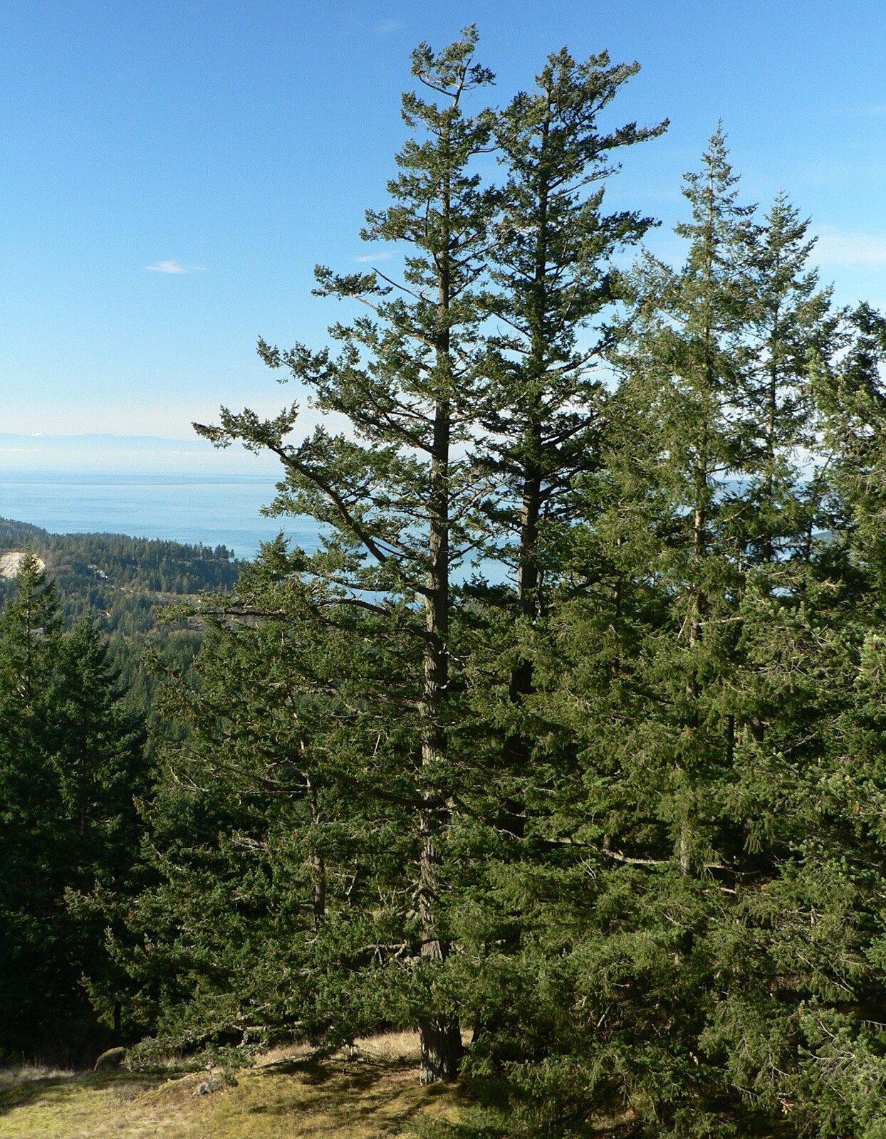 Douglas Fir Seeds, Pseudotsuga menziesii, at least 20 seeds