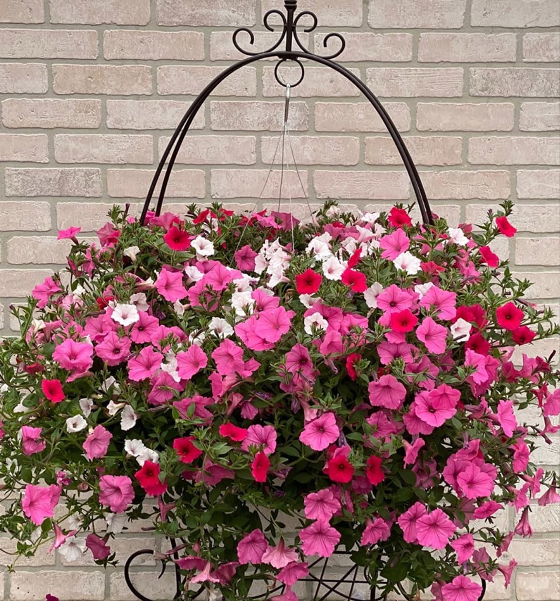 6000+ Petunia Seeds for Planting – Mix Color Annual Flower Seeds for Outdoor G