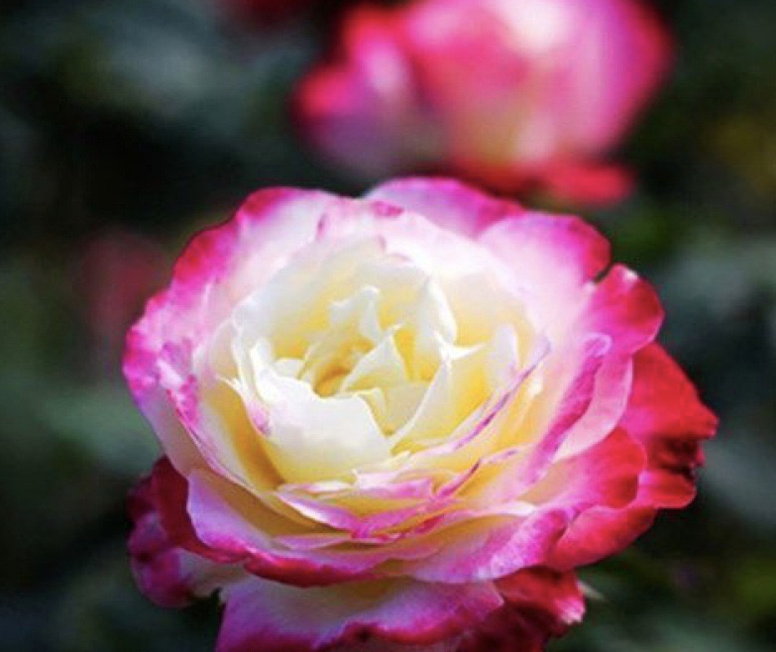 (10) CLASSIC ROSE SEEDS perennial flower garden plant bush tea USA SELLER TRACK
