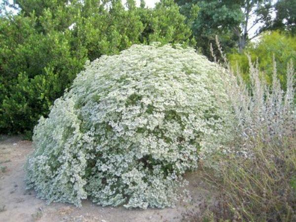 Eriogonum giganteum | St. Catherine’s Lace | Giant Buckwheat | 100 Seeds