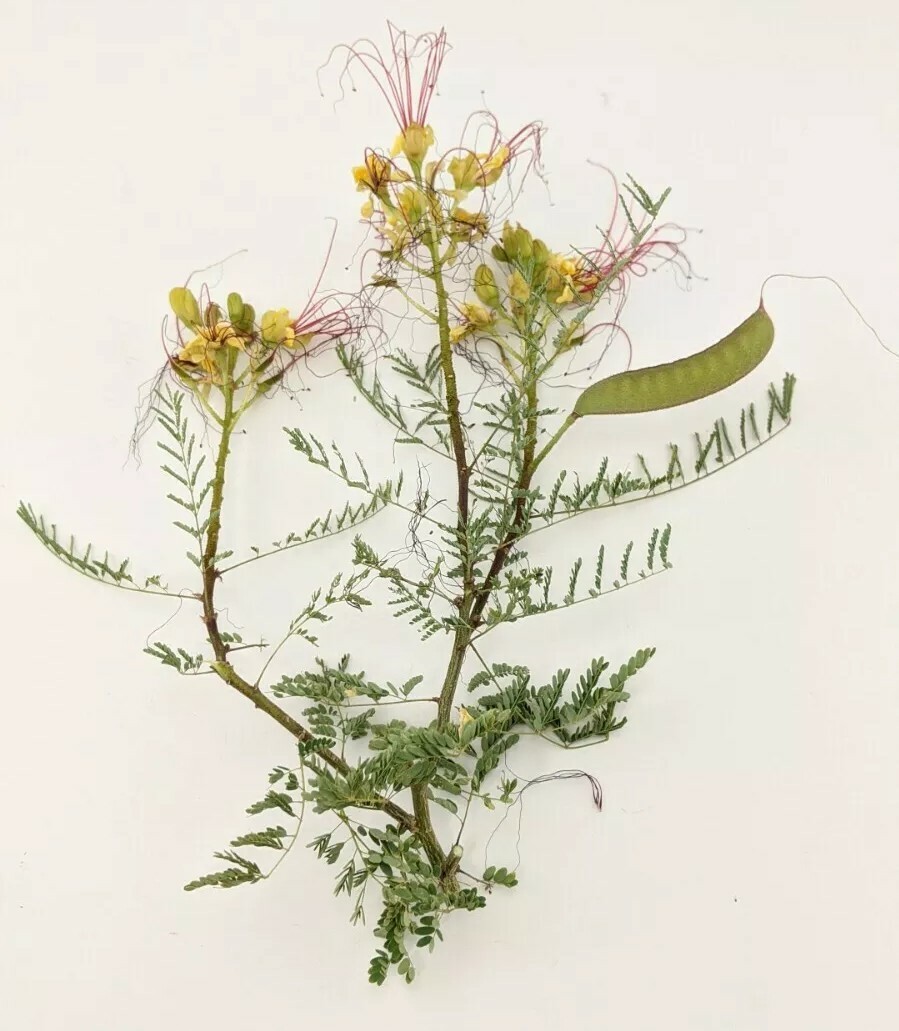 20 Desert Yellow Bird Of Paradise, Caesalpinia Gilliesii Seeds From Arizona