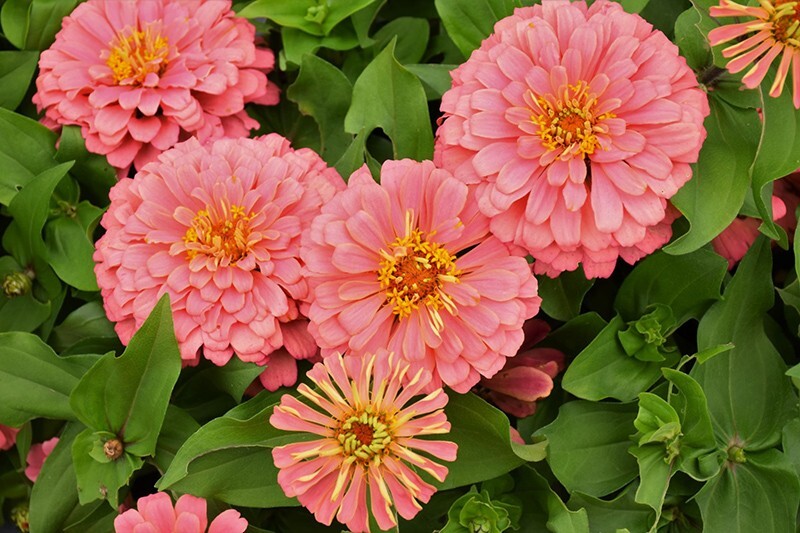 100+ Magellan Salmon Zinnia Seeds for Garden Planting – USA – FREE SHIPPING!
