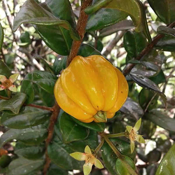 Pitangatuba Fruit Tree (eugenia neonitida)- 3 cuttings /scions, no roots