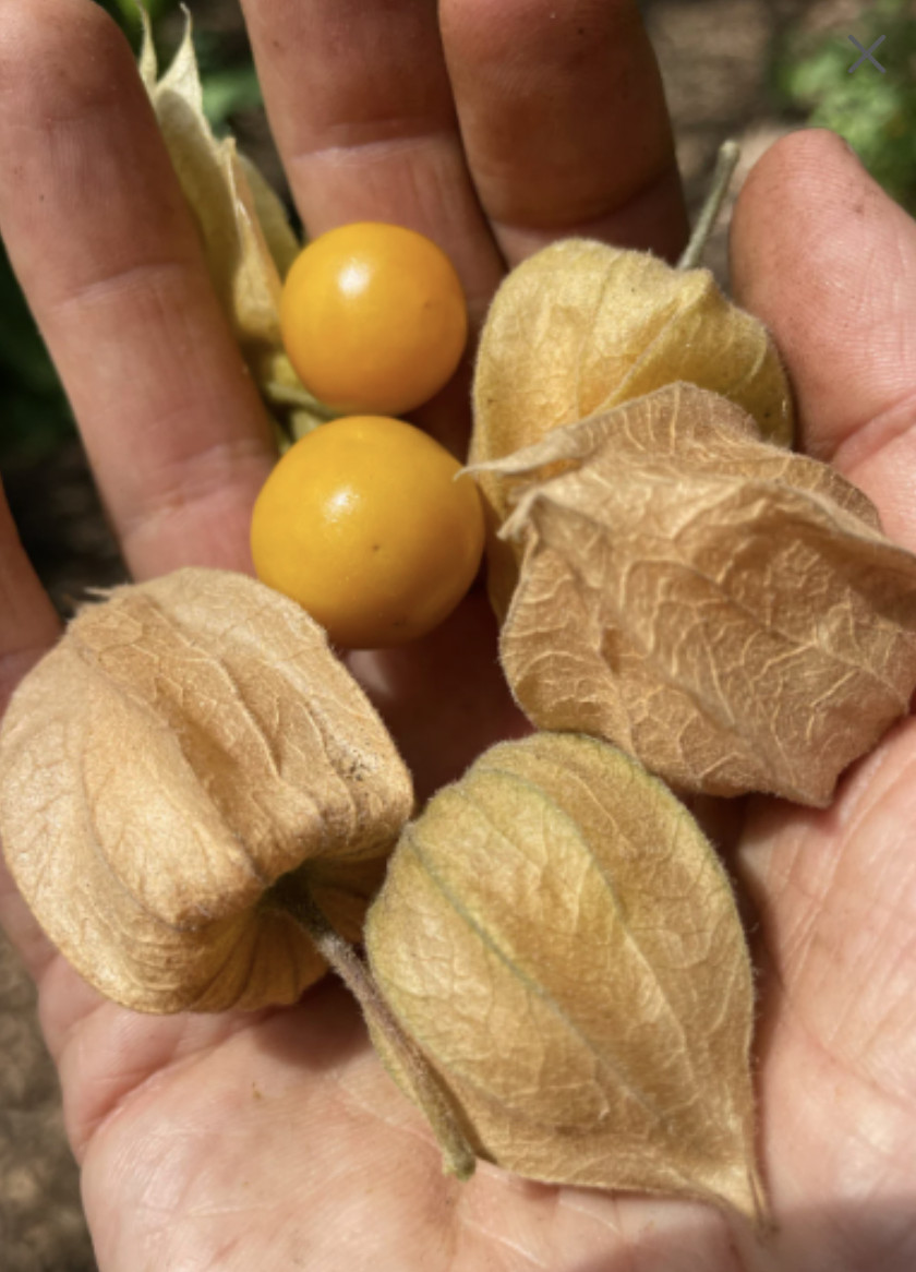 6 Cuttings of Goldenberry ‘cherry’ Physalis peruviana aka Cape Gooseberry.