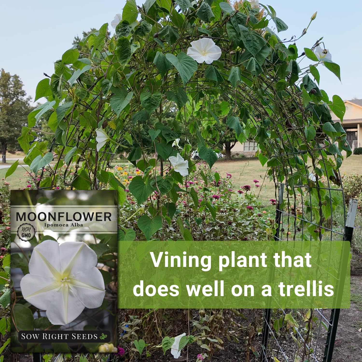 Moonflower Seeds for Planting Ipomoea alba Vining Plant NonGMO Heirloom …