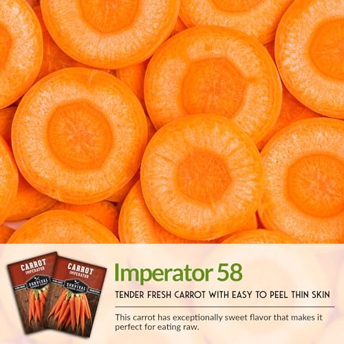 Imperator 58 Carrot Seeds for Planting – Grow Long, Straight, Sweet Carrots 1