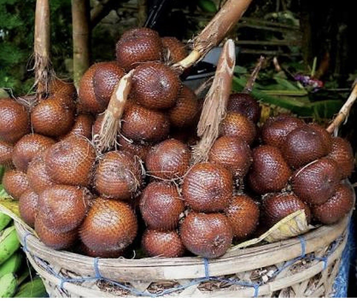 Sprouted Salacca Bali Snakeskin Fruits Seeds For Planting 10 Seeds