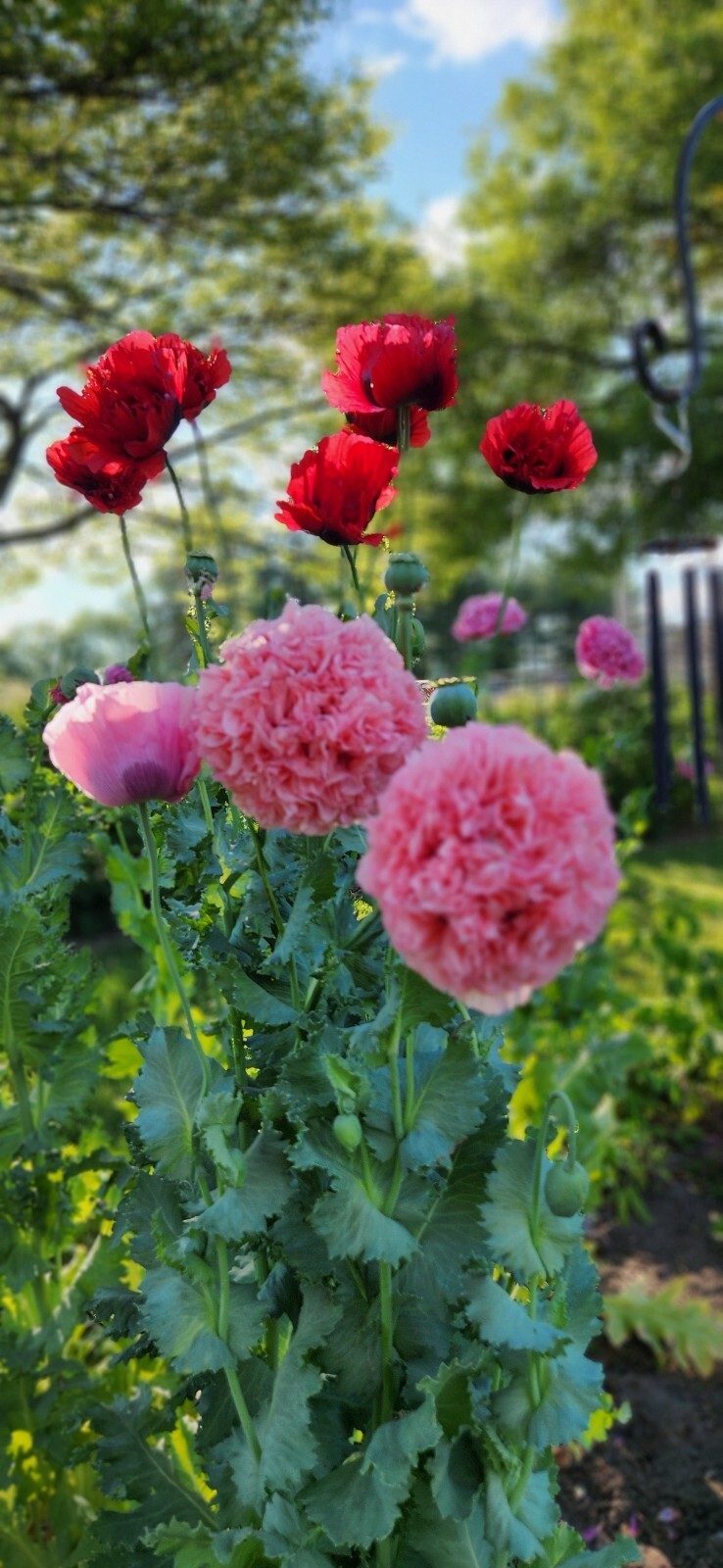 Variety Poppy Seed Mix Papever Somniferum Seeds 1000 Seeds Easy Germinate