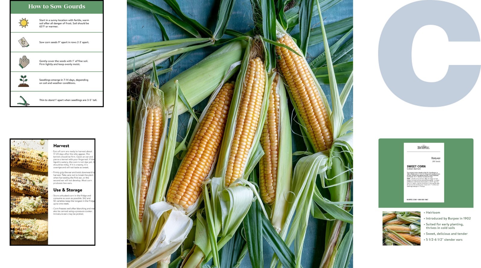 200 Organic Golden Bantam Sweet Corn Seeds – High-Quality Heirloom Variety