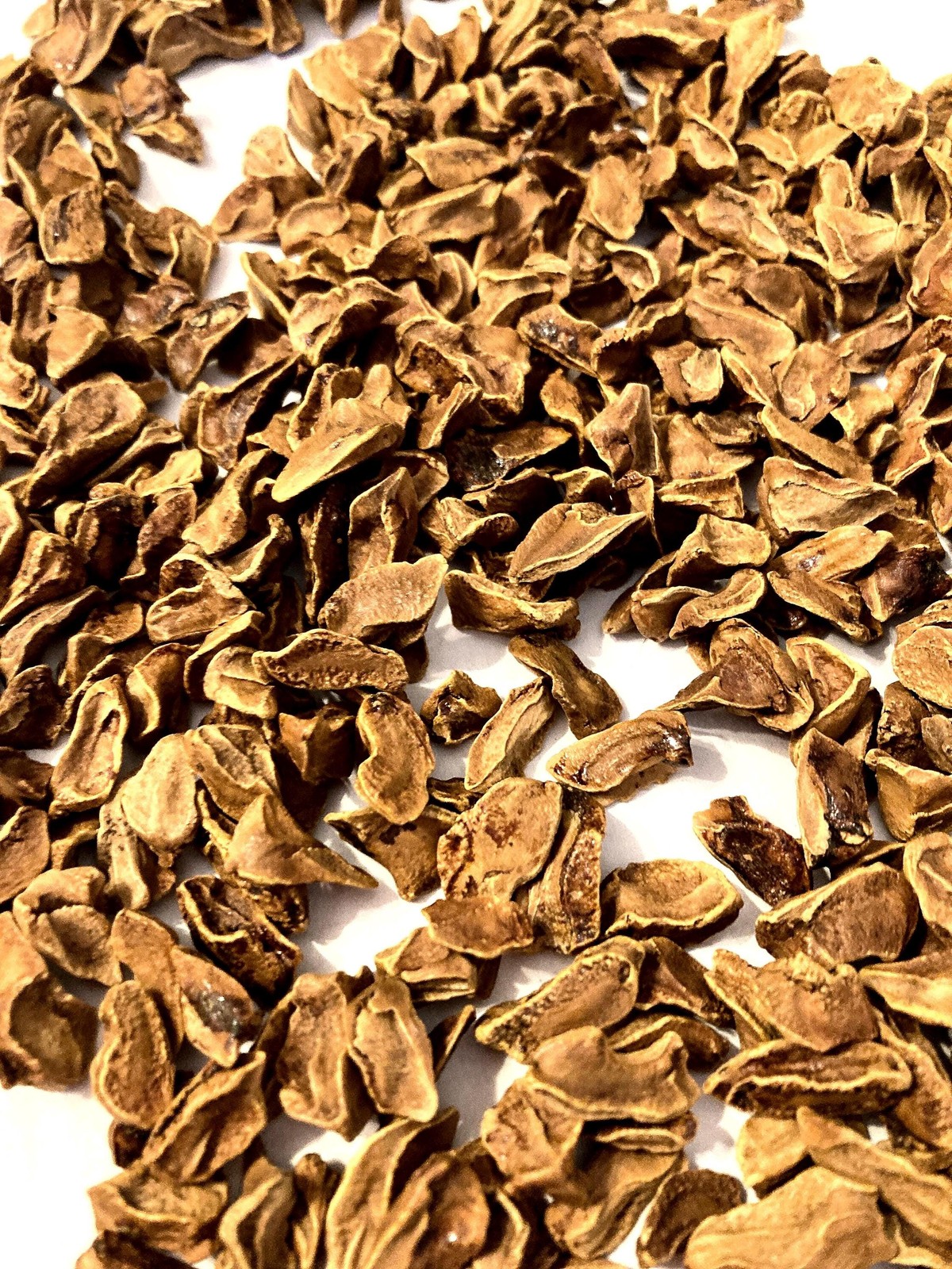 Bald Cypress Tree Seeds (Taxodium Distichum) Southern Sourced