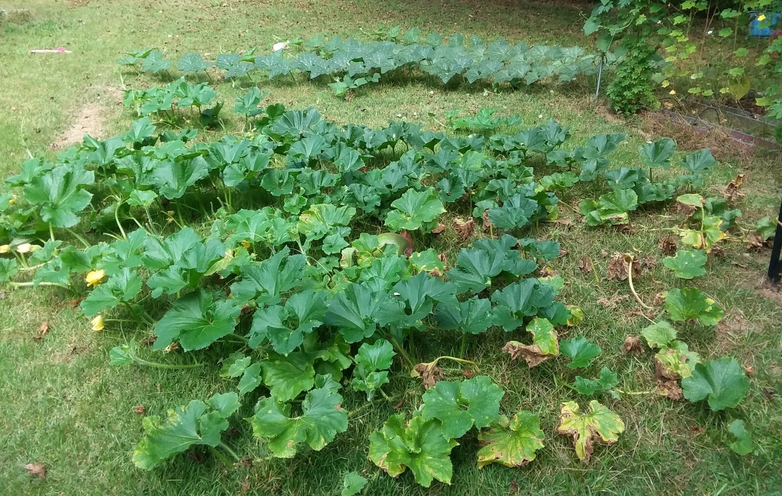 25 Winter Melon Seeds.Annual Vegetable.US grown seeds.