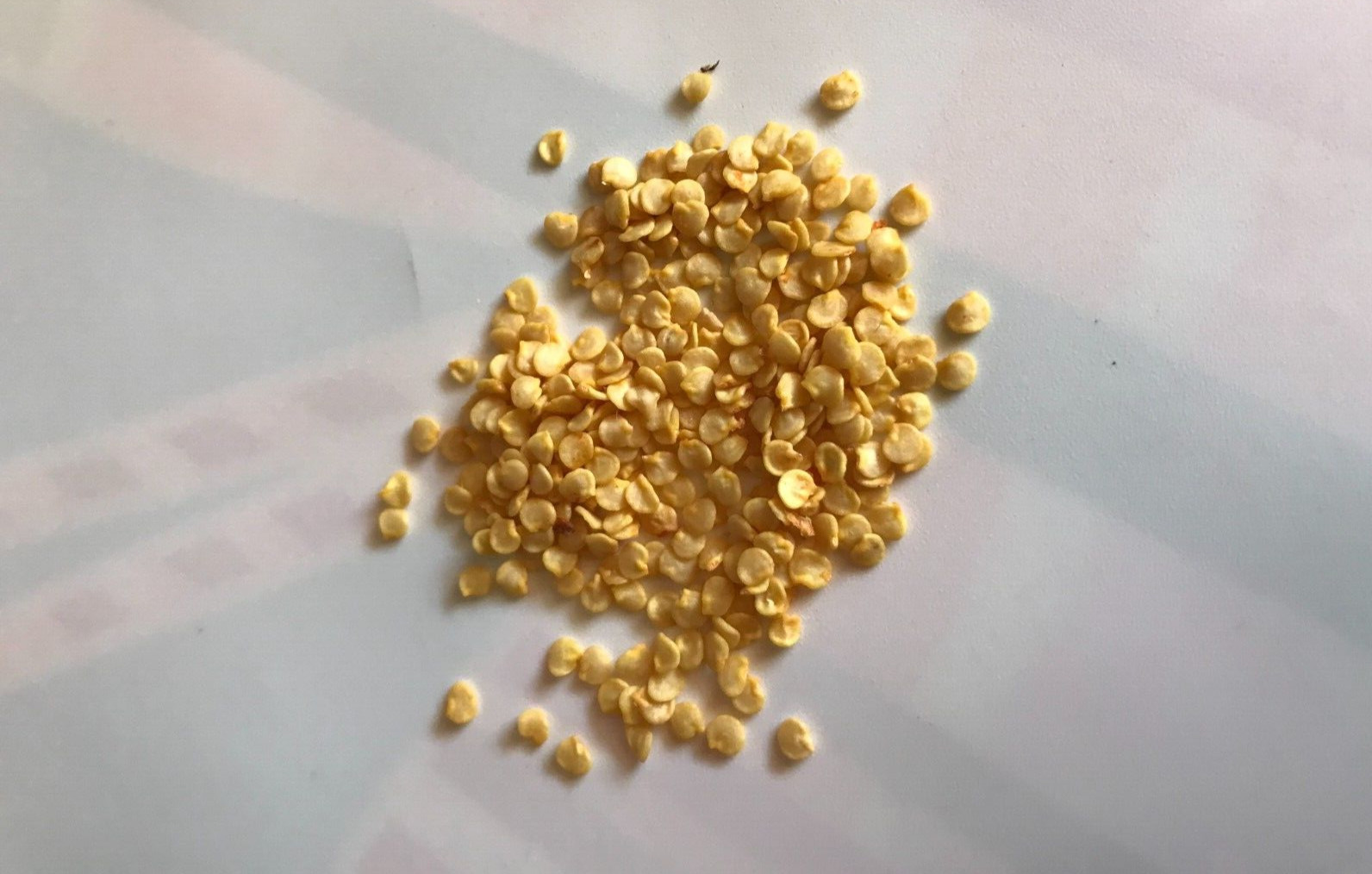 [FREE SHIPPING] 15+ Fresh Premium Hot Chiltepin (Del Monte) Pepper Seeds
