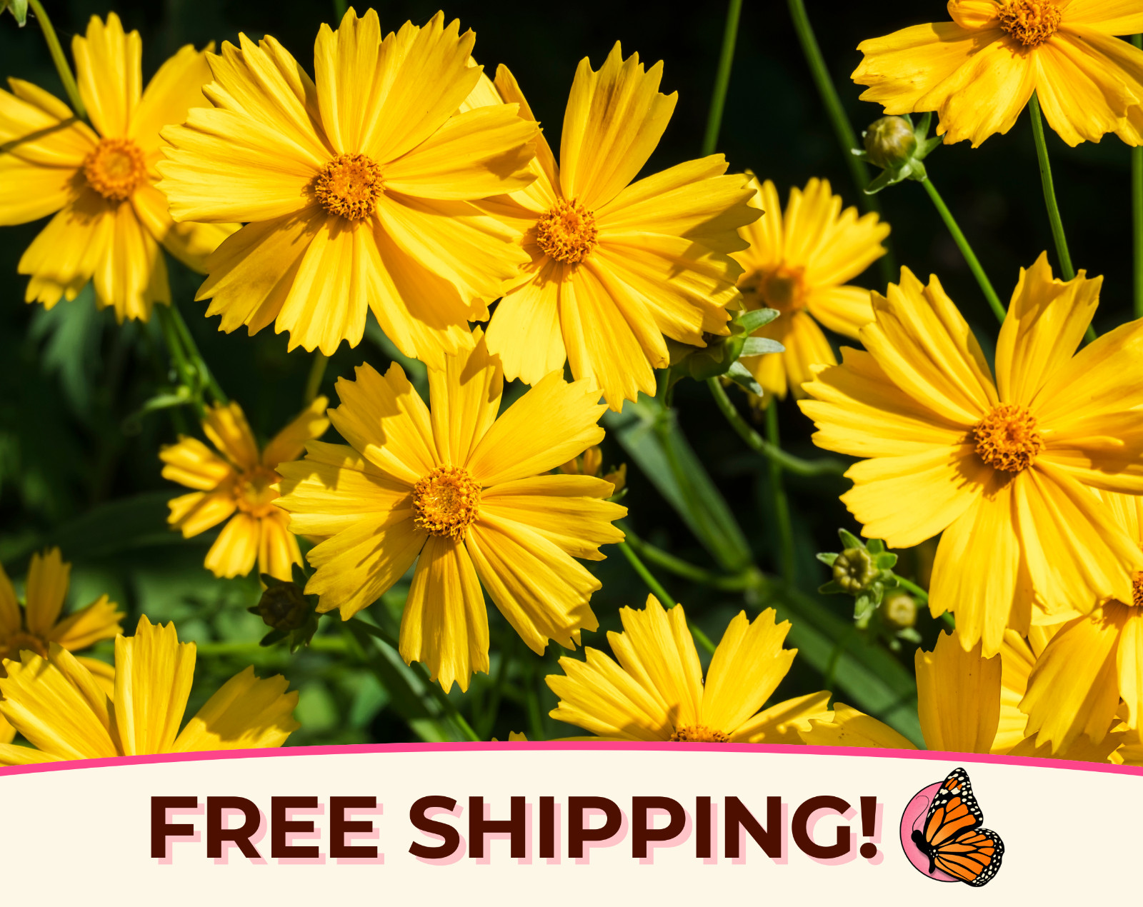1100+ Coreopsis ‘Lance-Leaf’ Seeds | Native Perennial Wildflower Garden Tickseed