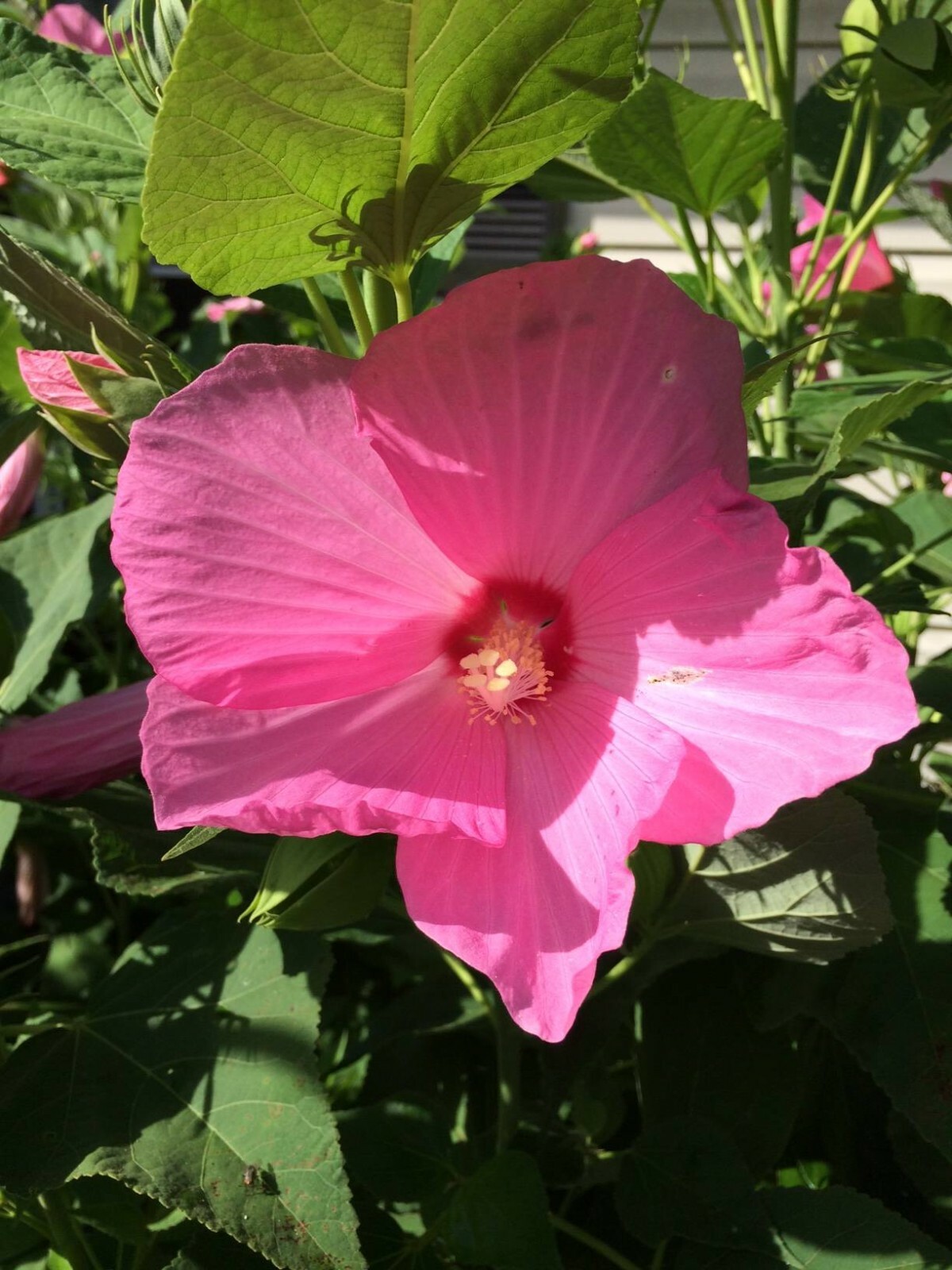 Pretty PINKS Hibiscus True Hardy Perennial Flowered Bush 100 + Seeds USA Seller