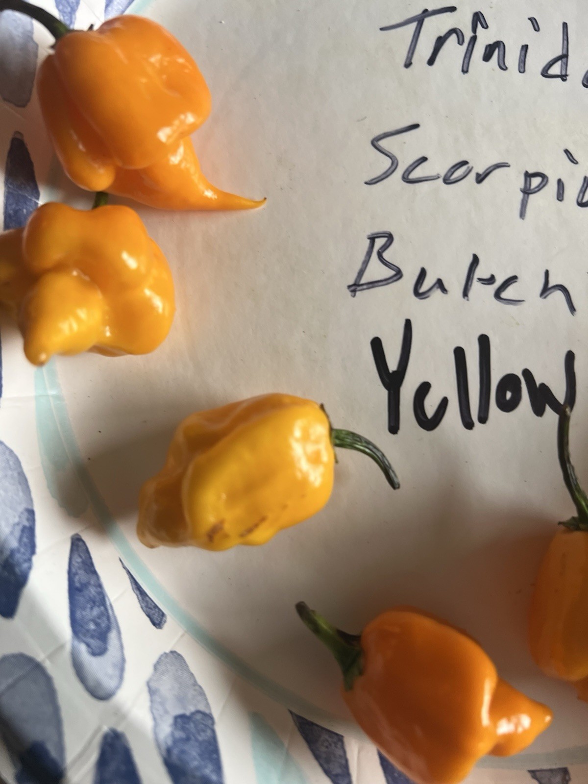 Trinidad Scorpion Butch T Yellow Hot Pepper Seeds 15+ Per Pack