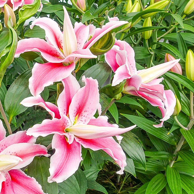 2 – DISTANT DRUM Double Oriental Lily Bulbs * Fragrant Scent * U S Seller