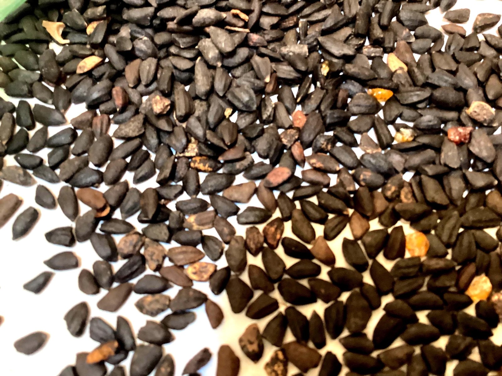 Scrub Pine Tree Seeds (PINUS ATTENUATA) (Knobcone Pine Tree)
