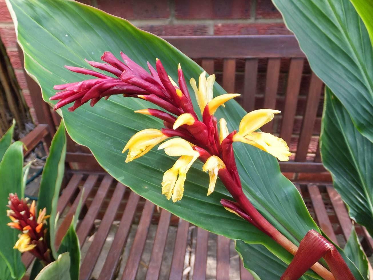 Cautleya Spicata 10 Seeds, Hardy Himalayan Ginger, Chinese Butterfly Ornamental