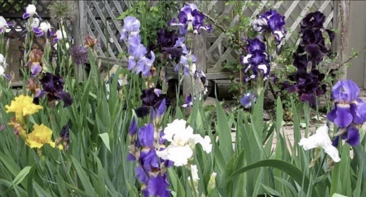 Bearded Iris mixed colors 100 Bulbs Rhizomes Sprouts Flowers Perennial Plant