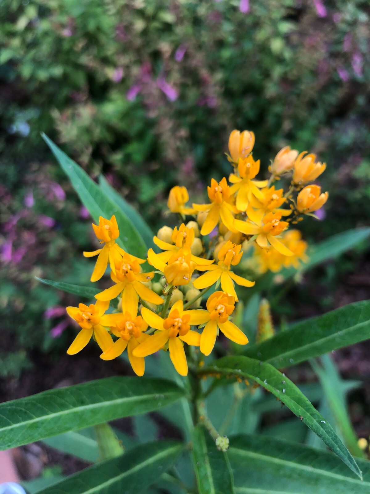 Asclepias currasavica | Silky Gold | 10 Seeds