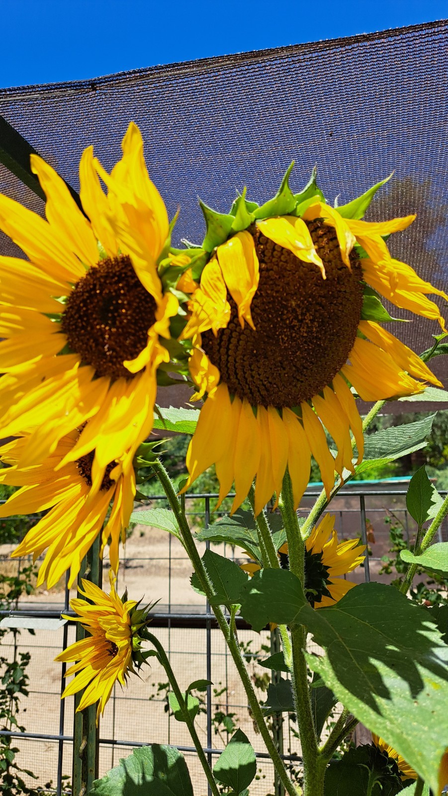 Lot of 3 Dried Sunflower Heads 4″ to 5″ for Pets Birds Crafts Etc Pesticide Free