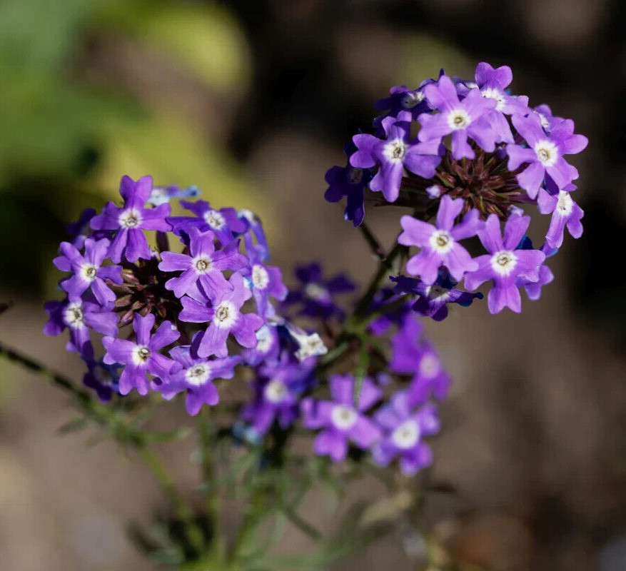 Prairie Verbena seeds (Glandularia bipinnatifida) -50 seeds-