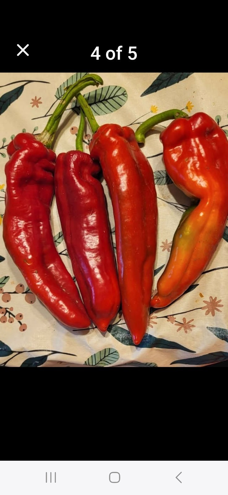Assorted Pepper Seeds 9 Different Varieties Include LEYSA -Fresh SAVE Gift