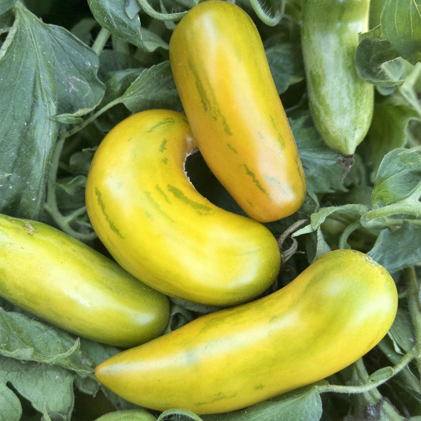 Green Sausage, Tomato