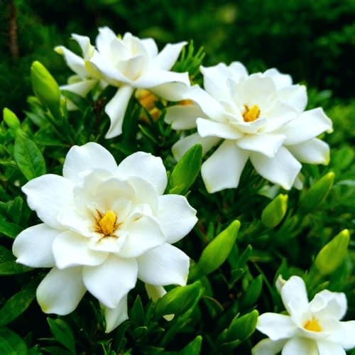 CarpetC 200+ Gardenia Seeds for Planting, Perennial Fragrant Evergreen