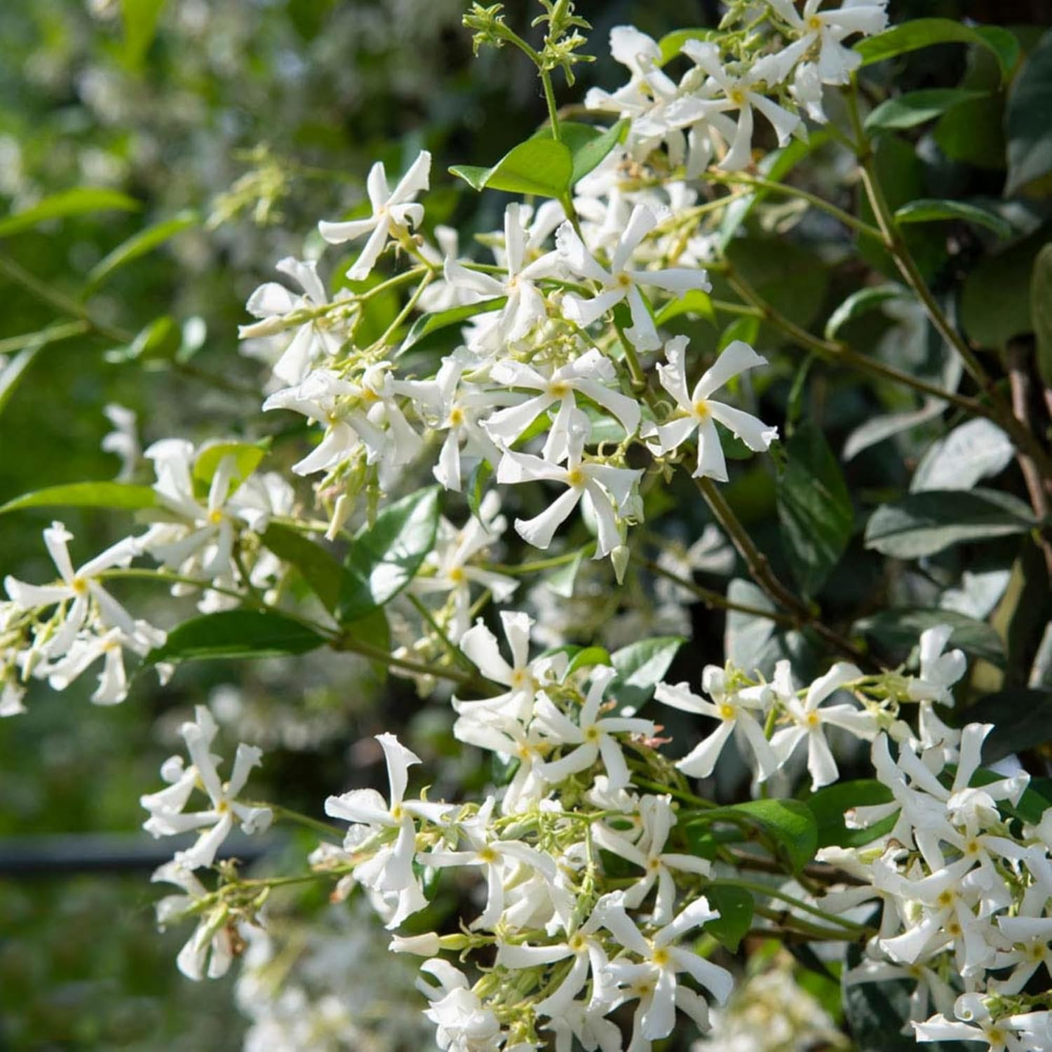 200+ Mixed Star Jasmine Seeds for Planting Fragrant Climbing Vine Non-GMO Garden