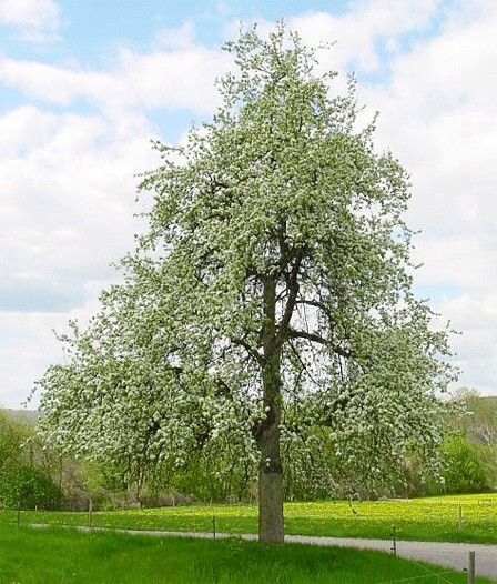 The Pear Tree | Premium Seeds | Pyrus communis ‘Spring’ | Plants’®