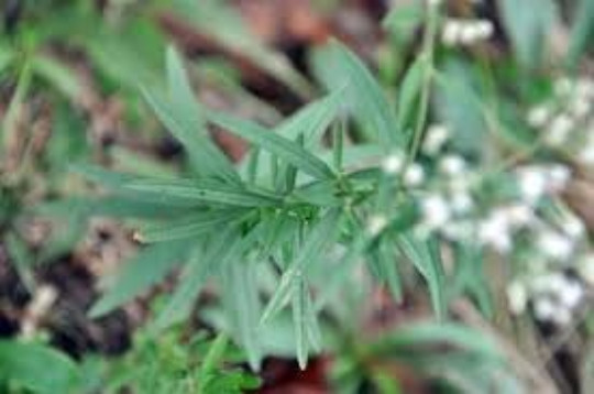 BONESET, 100, Eupatorium perfoliatum, Medicinal Herb, Perennial, Butterfly Plant