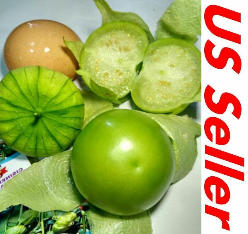 150 Seeds Heirloom CISINEROS TOMATILLO E180, Physalis xocarpa Large Husk Tomato