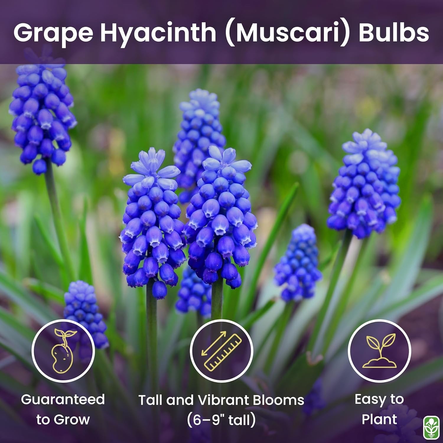 Grape Hyacinth Bulbs 15 Muscari Armeniacum Blue Flower Bulbs for Fall Planting