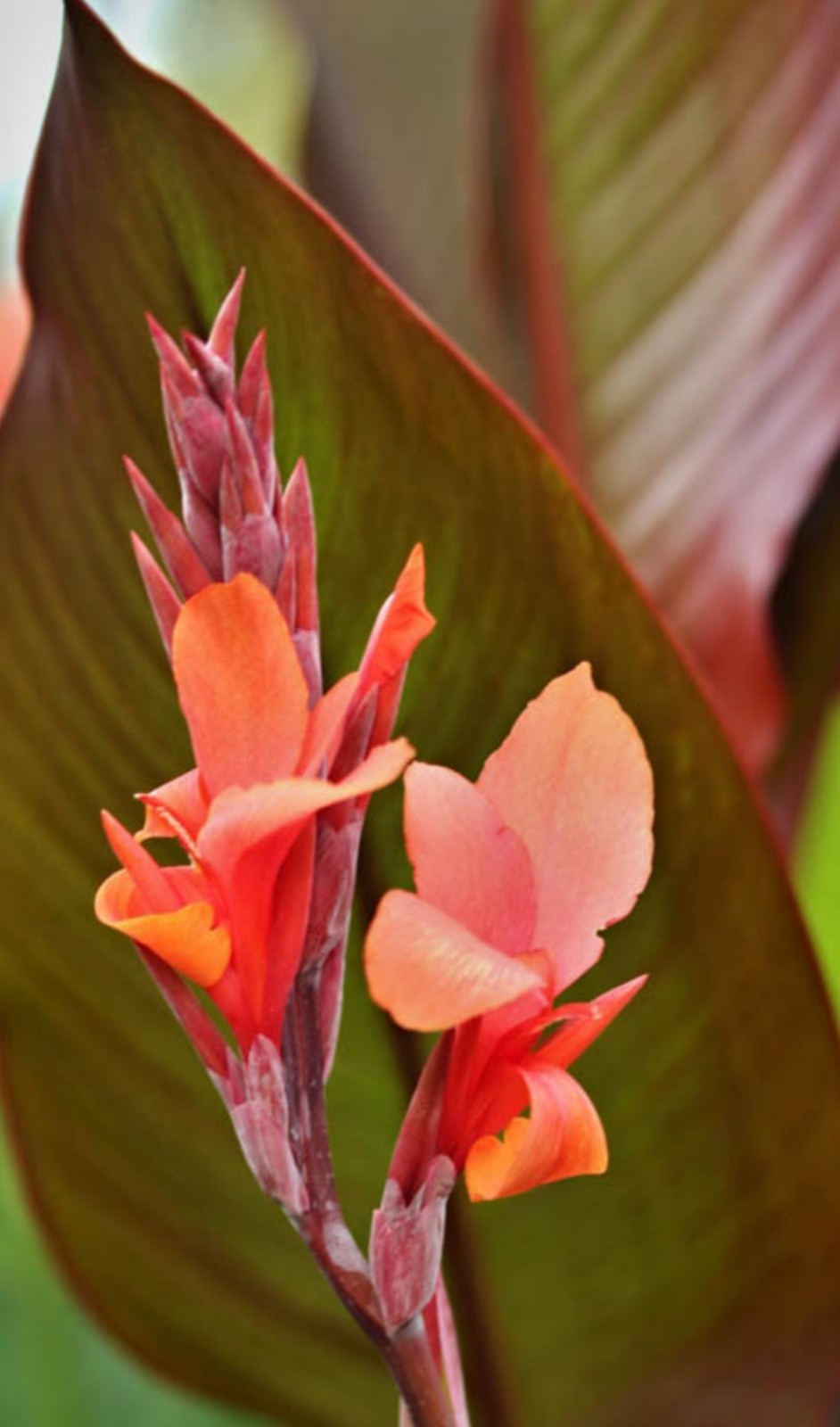 Lot Of 3 GIANT 12ft Tall MUSIFOLIA Canna Lily Rhizome Bronze/green Red Orange