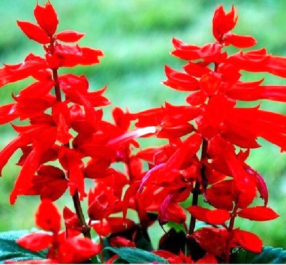 400 Seeds, Scarlet Sage Seeds B109, Salvia Coccinea Seeds Flower Seeds