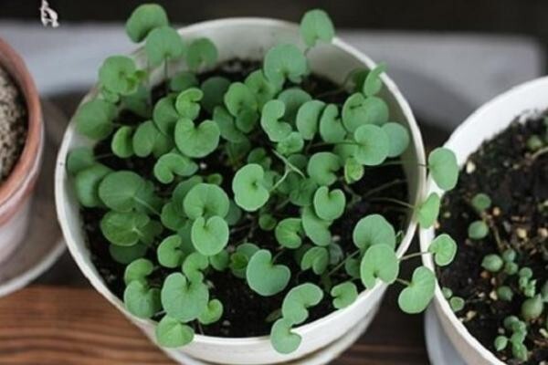 50PCS seeds Dichondra Repens Grass Seeds to Grow -Carpet Vine Seeds