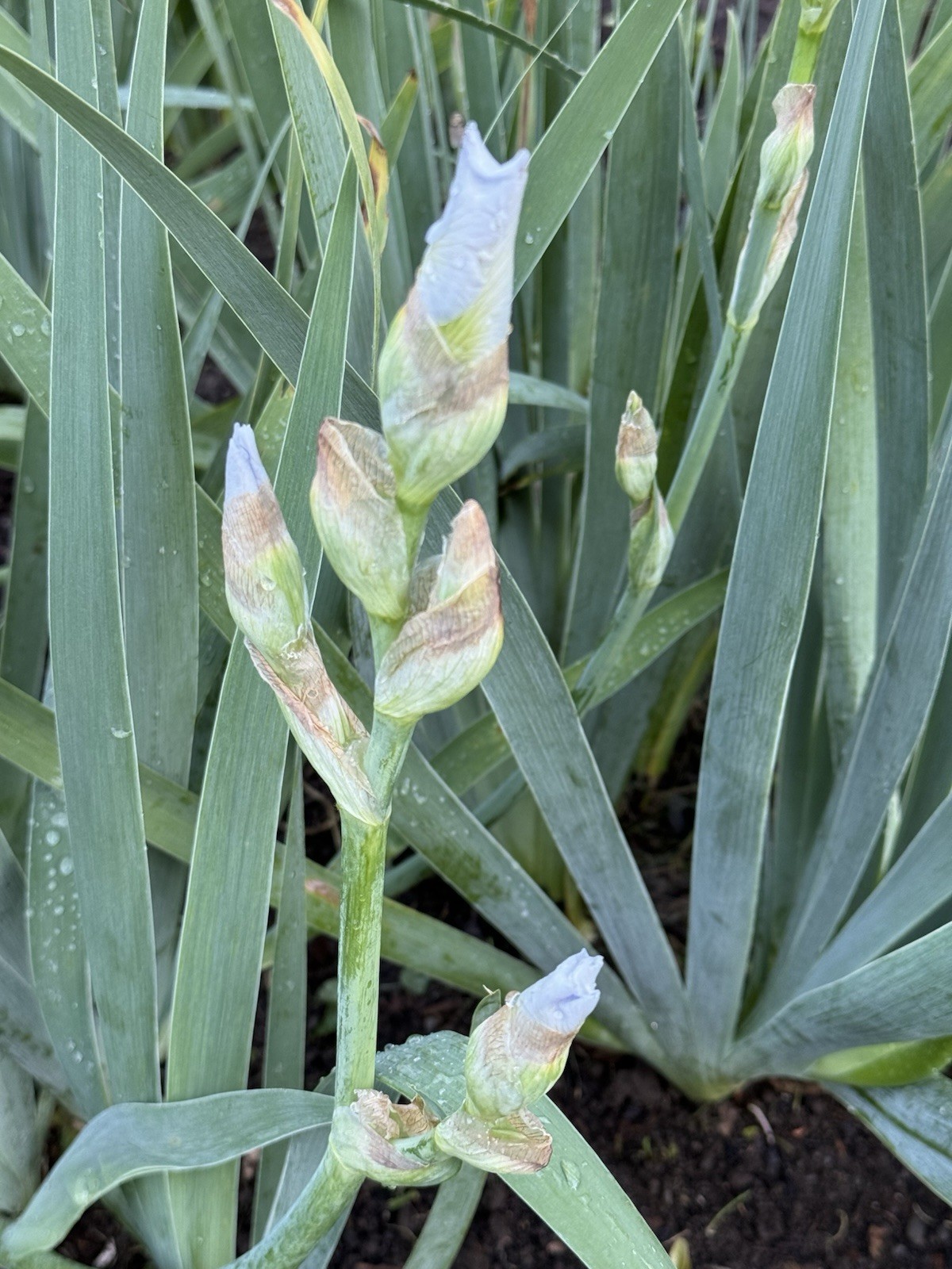 Tall Bearded Iris “IMMORTALITY” White Perennial Rebloomer One Rhizome
