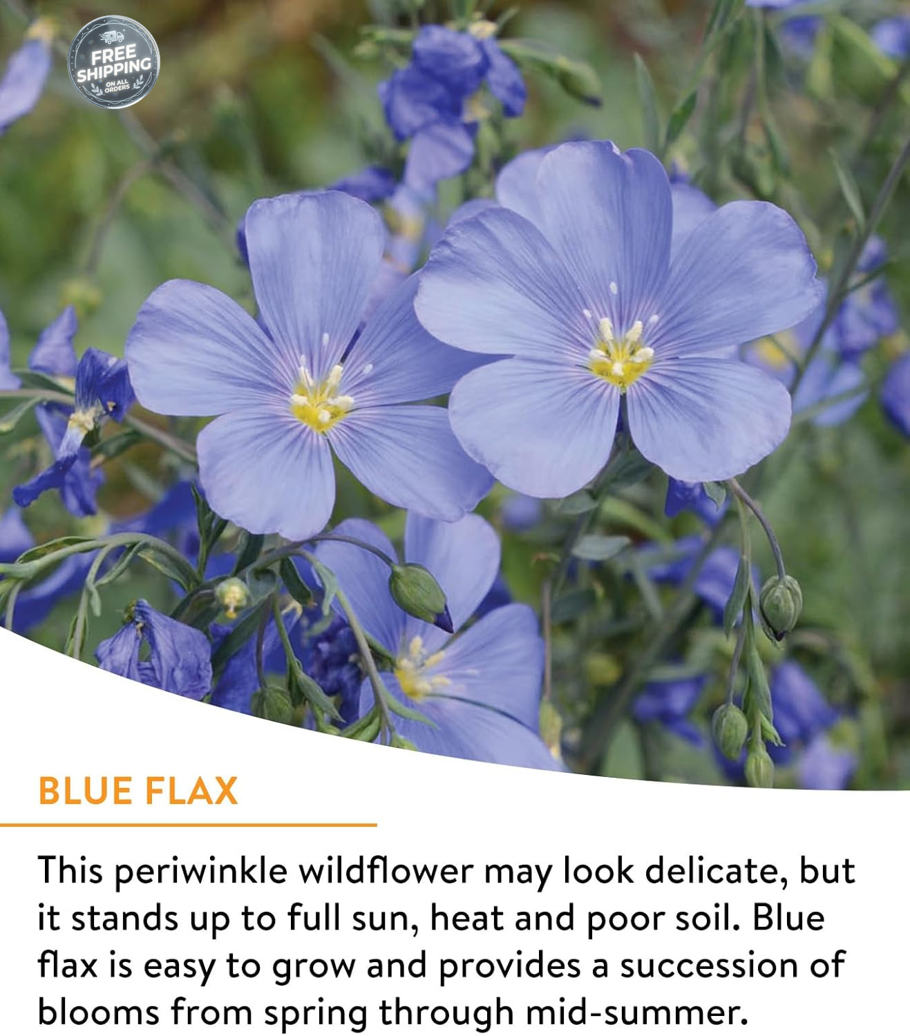 Burpee Wildflower 25,000 Bulk, 1 Bag, 18 Varieties of Non-Gmo Flower Seeds Polli