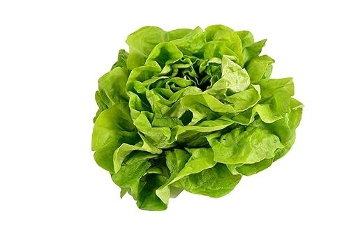 Buttercrunch Butterhead Lettuce 550 Seeds