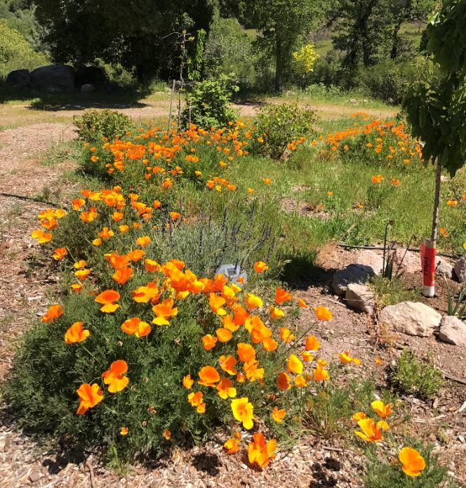 ORGANIC HEIRLOOM CALIFORNIA POPPY SEEDS 200 SEEDS NEW HARVEST